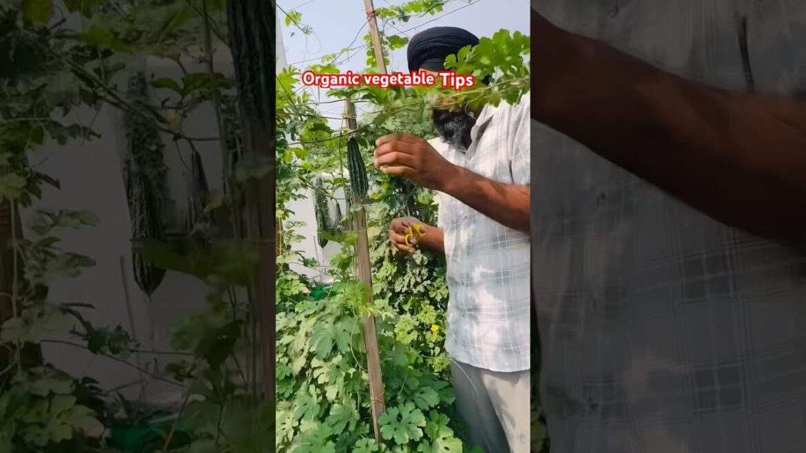 Organic vegetable tips kaddhu ki kheti 🍅🍆🥒@AmarjitSingh-o2w #gardening #vegetables #organic