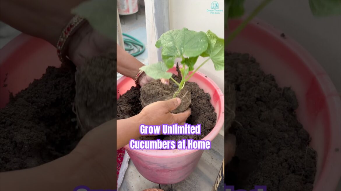 Just Repot Your Cucumber Like This & Get Unlimited Cucumbers!!!