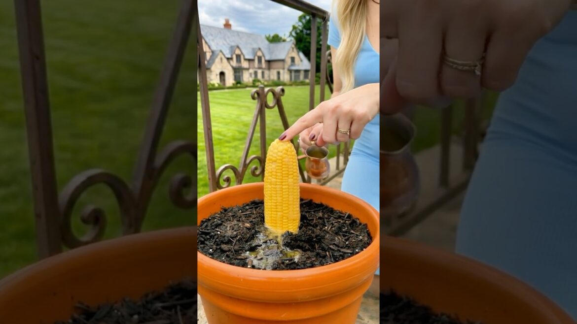 Grow Corn in Pots at Home DIY Garden Inspiration 🌽🌽🌽