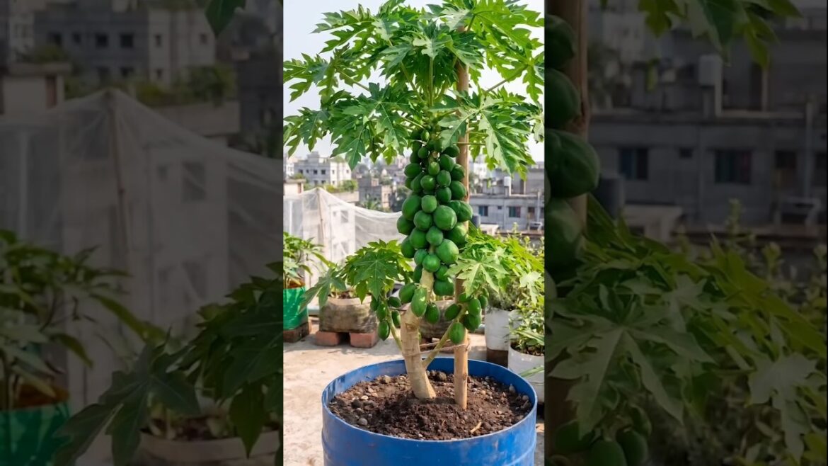 পেঁপে গাছ খাটো রাখার পদ্ধতি