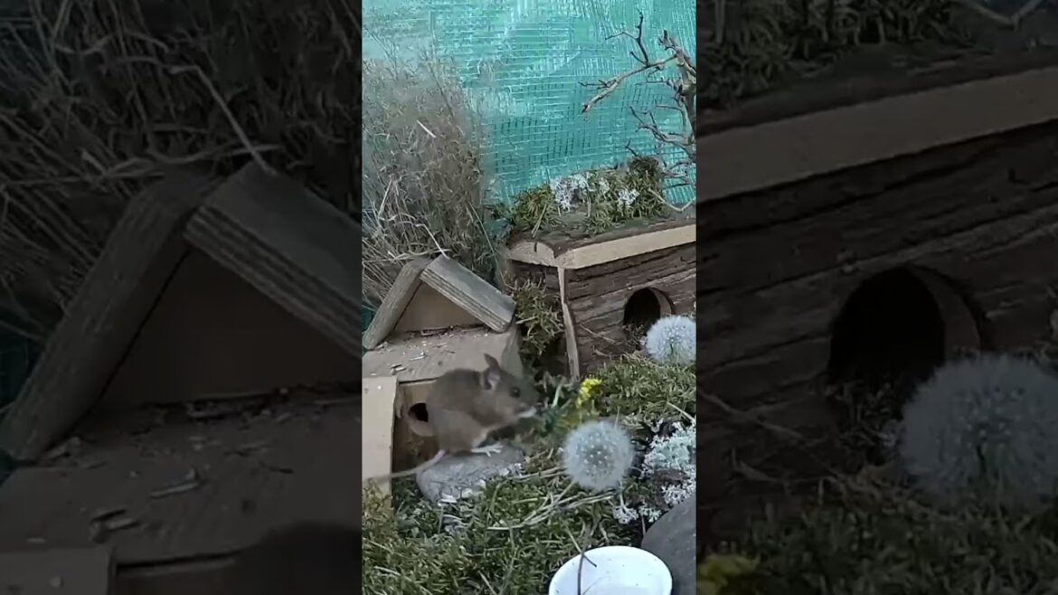 Watch Garden Mouse eat Dandelion flower stem 🥰 The Mouse village is full of dandelion snacks