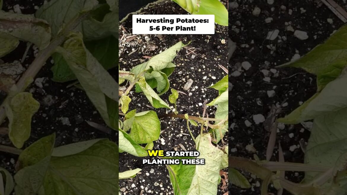 California Gardening: 5+ Potatoes Per Plant?! (How we did it) π₯π 5+ Potatoes Per Plant?! (How we did it) π₯π