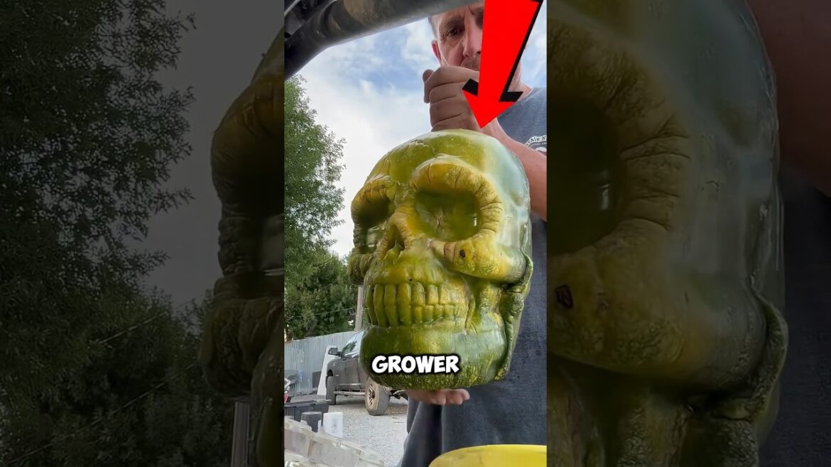 He Grows Pumpkins in the Shape of Humans 🤯 #shorts