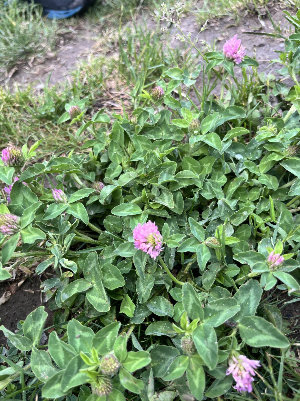 What’s the plant in the grass?