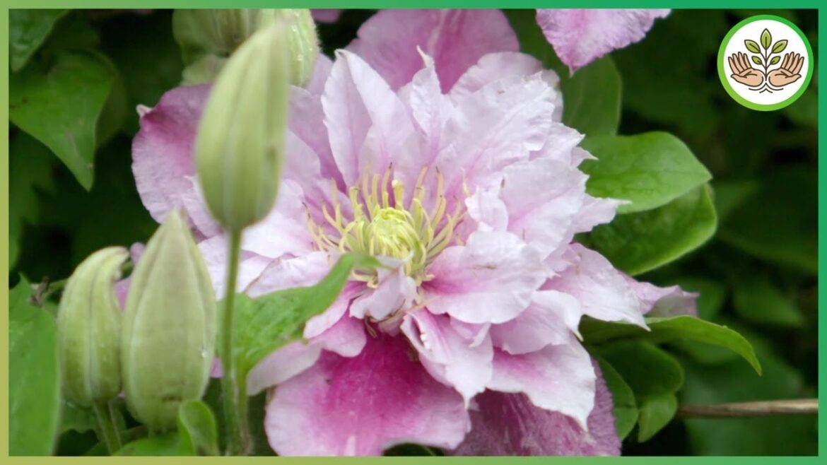 Garden Transformation Secrets – Wisteria, Clematis, Allotments and More! Garden Transformation Secrets - Wisteria, Clematis, Allotments and More!