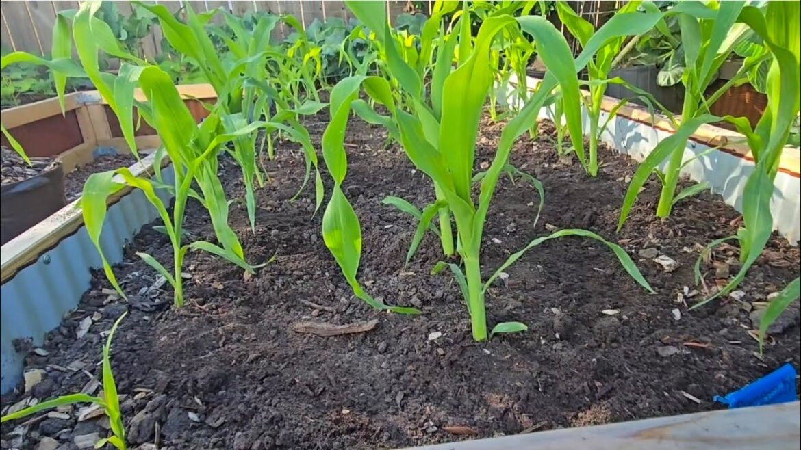 Garden Tips – Growing Successful Corn Garden Tips - Growing Successful Corn