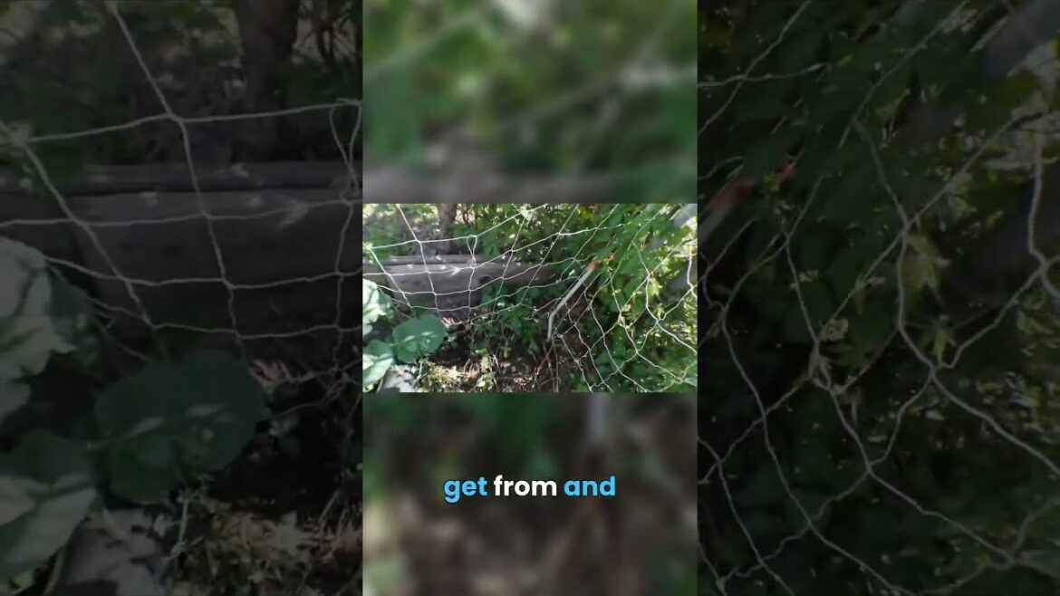 Lazy gardener hack: Get free plants with this re-seeding trick! Lazy gardener hack: Get free plants with this re-seeding trick!