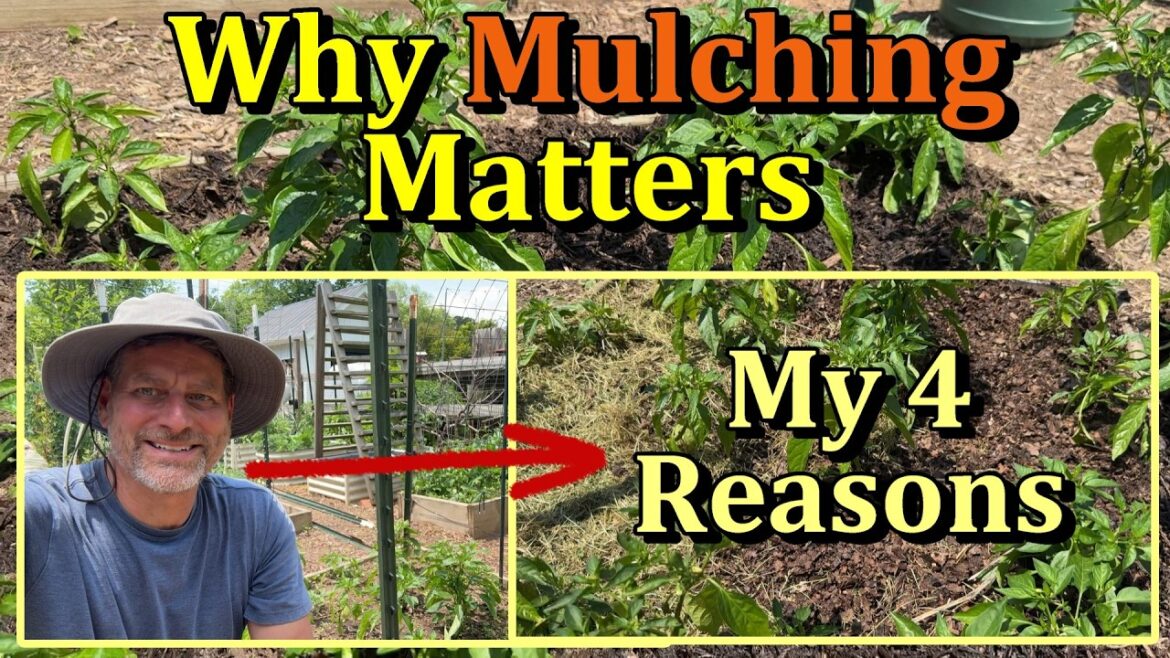 How to Mulch Vegetable Gardens Correctly for 4 Key Benefits (All the Steps & Details)