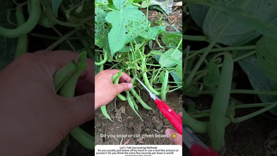 Harvesting Green Beans with Scissors – Gentle & Efficient ✂️ Harvesting Green Beans with Scissors – Gentle & Efficient ✂️