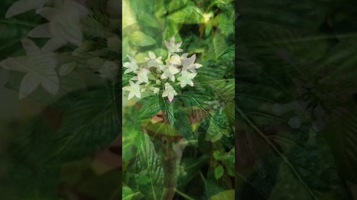 Tips For Pentas | How To Care Pentas #shorts #gardening #shortsvideo #garden Tips For Pentas | How To Care Pentas #shorts #gardening #shortsvideo #garden