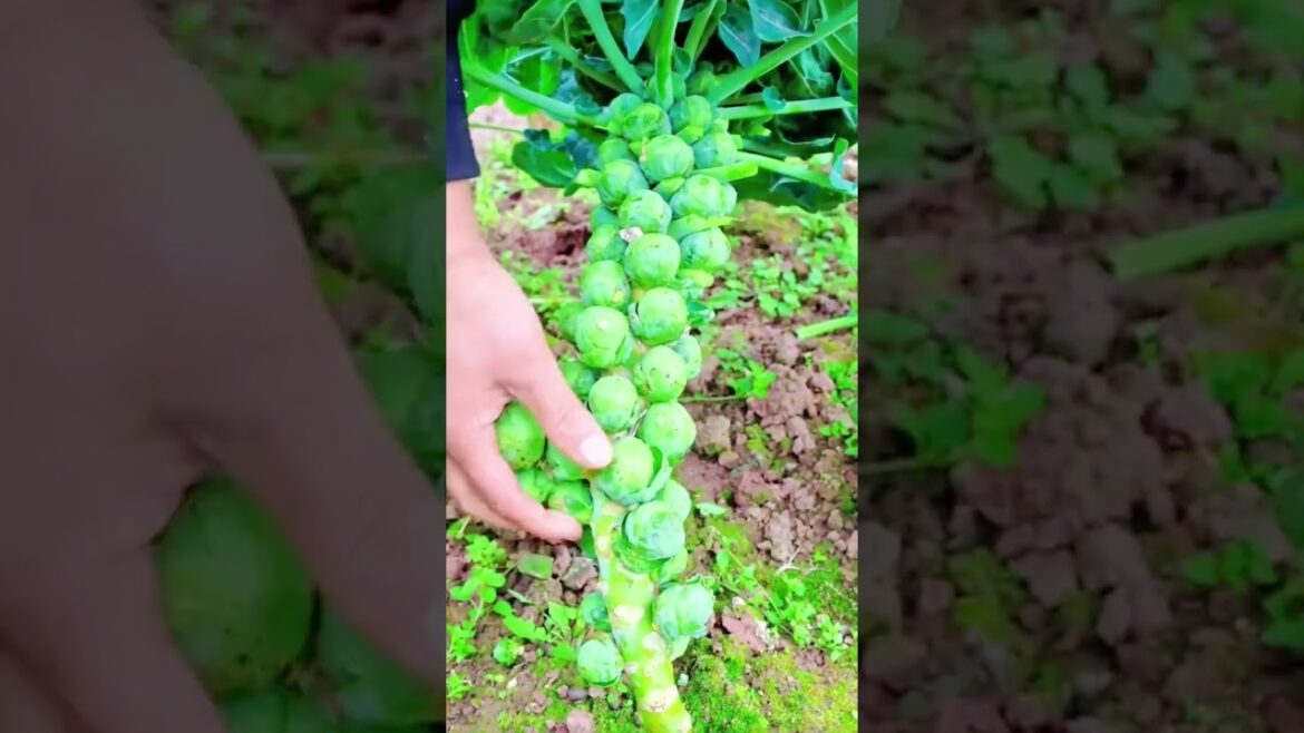 Harvesting fresh Brussels sprouts by plucking them directly from the main stalk in a garden
