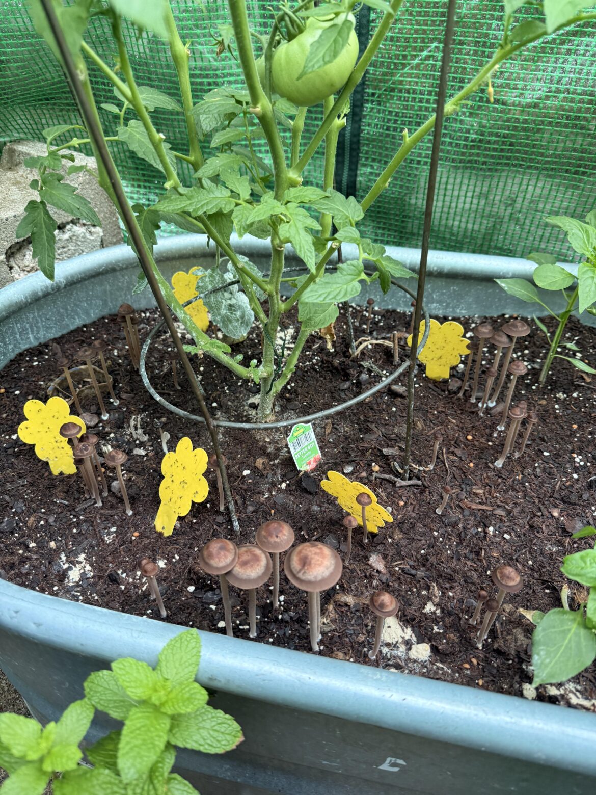 I guess I’m growing mushrooms now