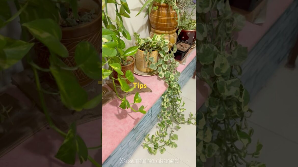 🔥Useful Gardening Tips And Tricks#plants#moneyplant#balcony#shorts#hacks#diy 🔥Useful Gardening Tips And Tricks#plants#moneyplant#balcony#shorts#hacks#diy