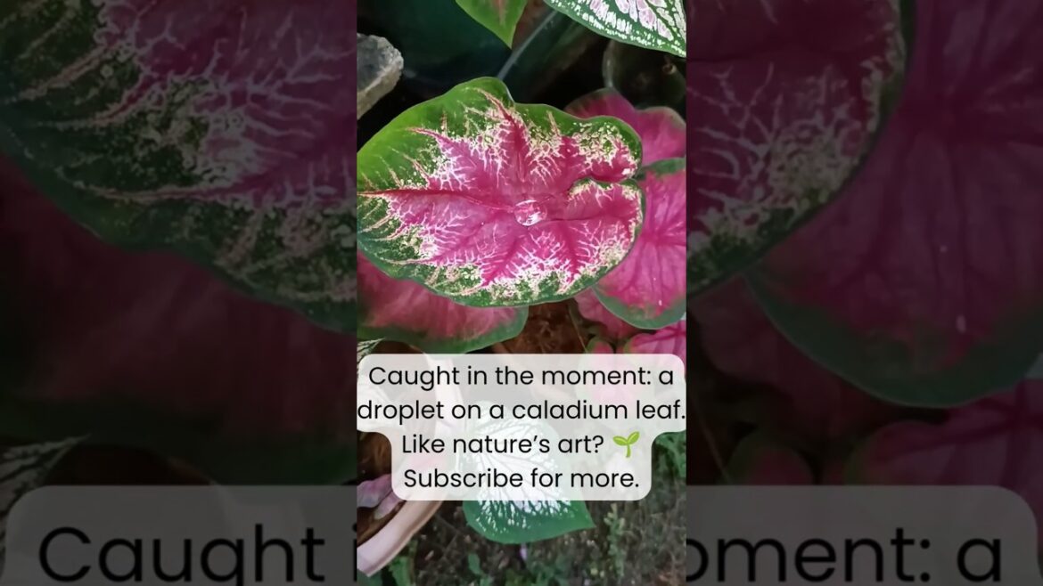 Caladium Leaf Beauty with Sparkling Water Droplet | Nature’s Garden Art