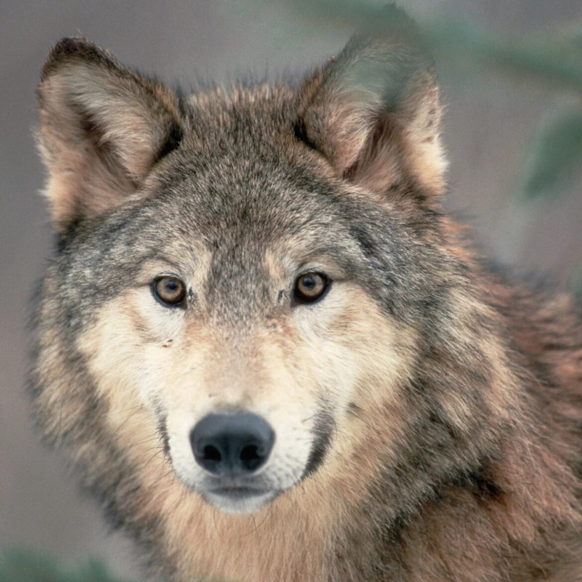 Meet Your Birth Month Woodland Animal – and the Meaning Behind 12 Forest-Dwelling Critters Meet Your Birth Month Woodland Animal – and the Meaning Behind 12 Forest-Dwelling Critters