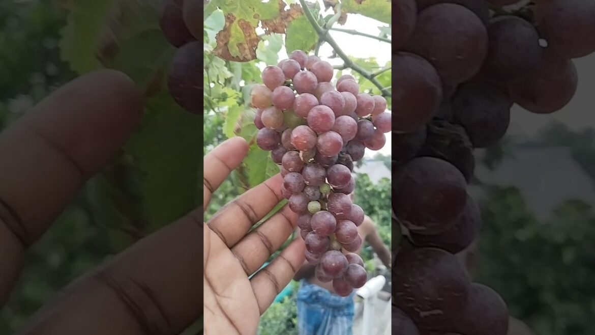 ভিলেজ আঙ্গুর অসাধারন কালার ও মিষ্টতা #Velezangur #fruitplant #shorts ভিলেজ আঙ্গুর অসাধারন কালার ও মিষ্টতা #Velezangur #fruitplant #shorts