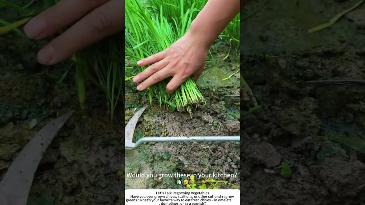 Harvesting Chives with a Sickle β Fast & Regrowing π±π¨βπΎ Harvesting Chives with a Sickle β Fast & Regrowing π±π¨βπΎ