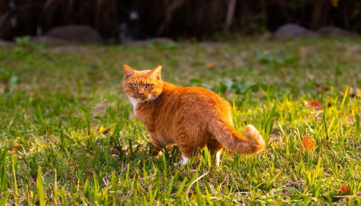 The cheap household ingredient that stops neighbouring cats using your garden as a litter tray The cheap household ingredient that stops neighbouring cats using your garden as a litter tray
