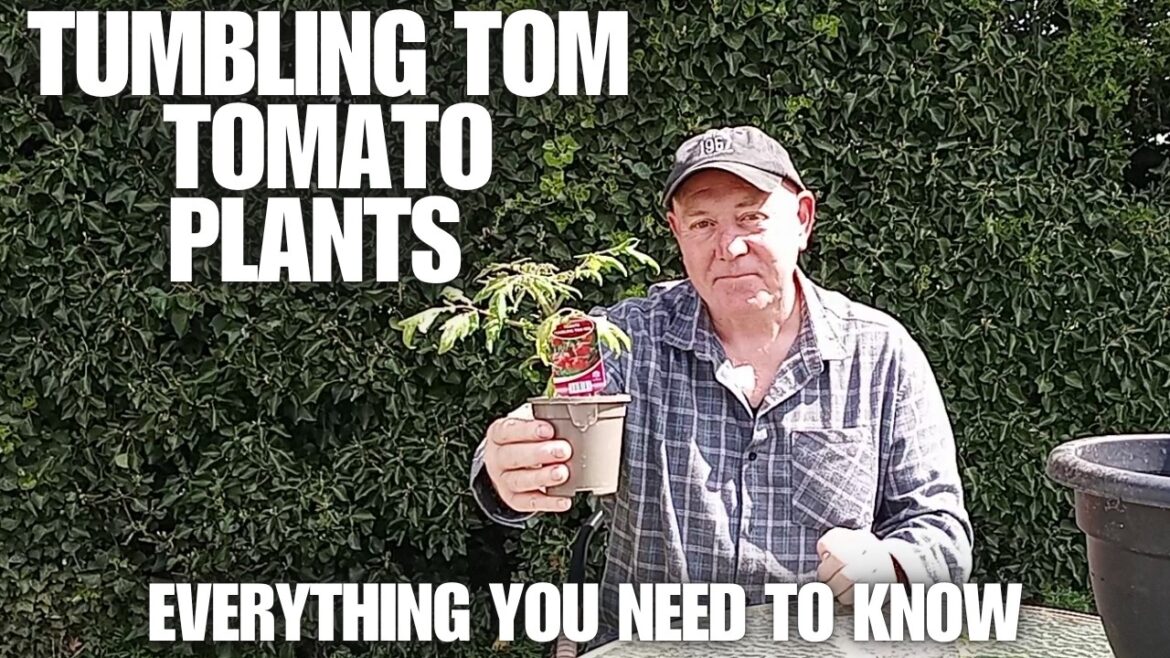Grow Tumbling Tom Tomato Plants Everything You Need To Know [Container Gardening ]