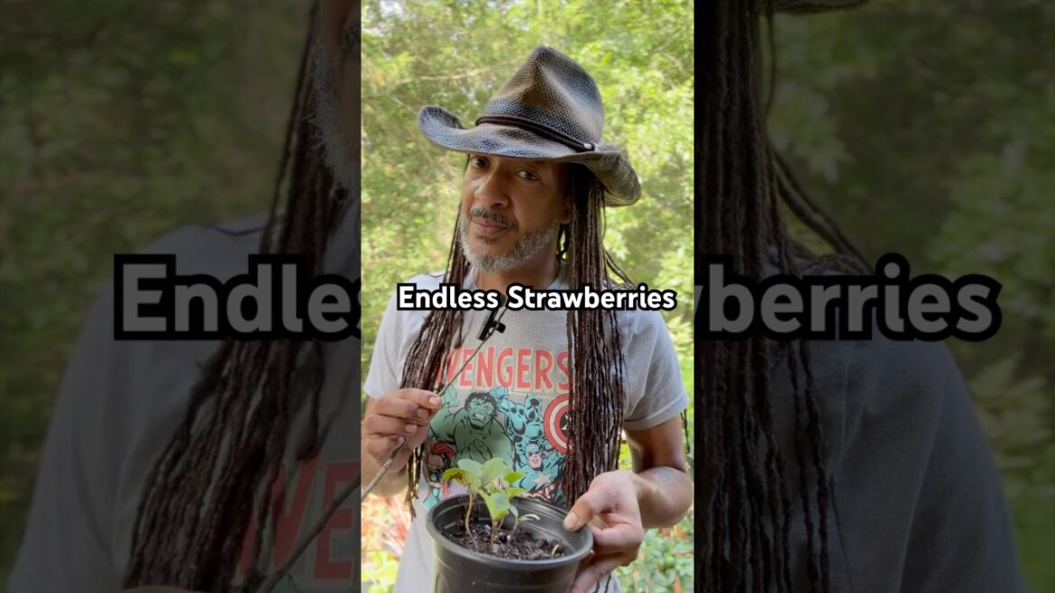 How would you like an endless supply of #strawberries