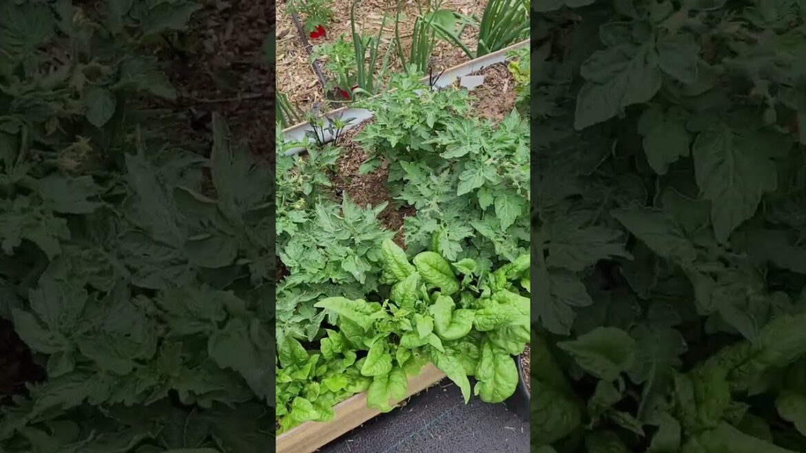A Quick Look At Raised Bed #2 Mostly Micro Tomatoes A Quick Look At Raised Bed #2 Mostly Micro Tomatoes
