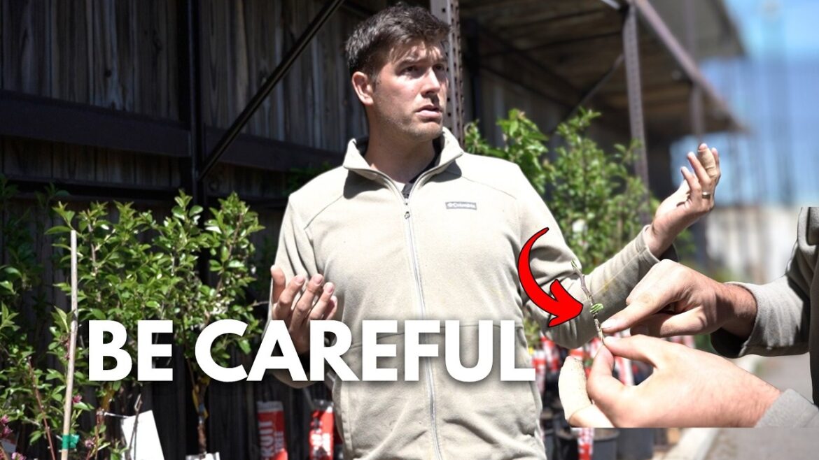 MIgardener: You Are (Likely) Buying The WRONG Fruit Trees – This Checklist Will Save You You Are (Likely) Buying The WRONG Fruit Trees - This Checklist Will Save You
