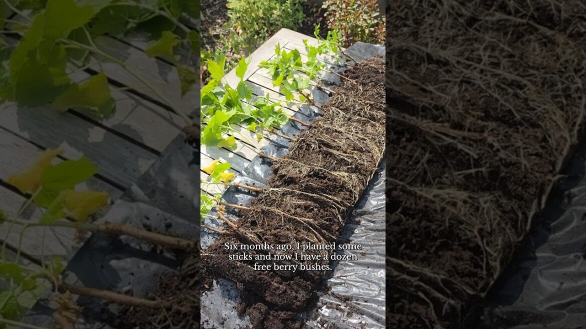 Free Berry Bushes from STICKS π² #gardening #growyourownfood Free Berry Bushes from STICKS π² #gardening #growyourownfood