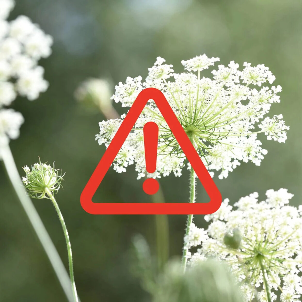 Gardeners Beware! These 6 Plants Could Get You in Legal Trouble – What You Need to Know Before You Grow Gardeners Beware! These 6 Plants Could Get You in Legal Trouble – What You Need to Know Before You Grow