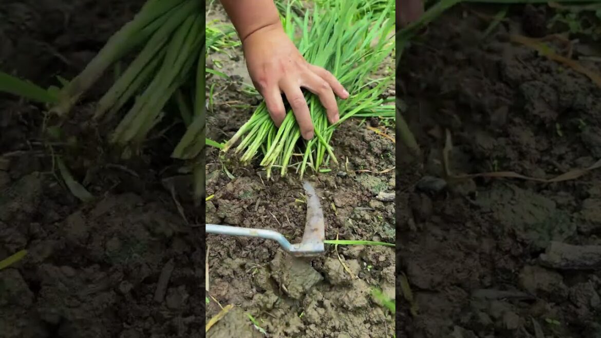 Month-by-Month Vegetable Gardening Guide