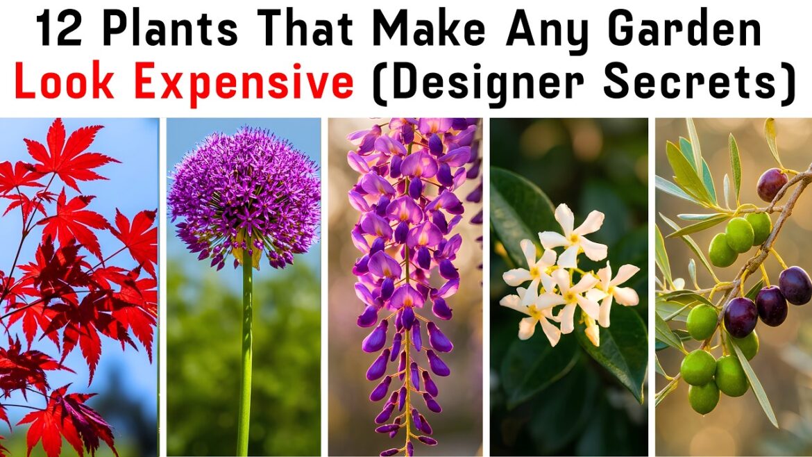 12 Plants That Make Any Garden Look Expensive (Designer Secrets) 12 Plants That Make Any Garden Look Expensive (Designer Secrets)