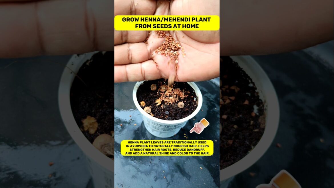 Grow ayurvedic plant henna mehendi at your home #shorts Grow ayurvedic plant henna mehendi at your home #shorts