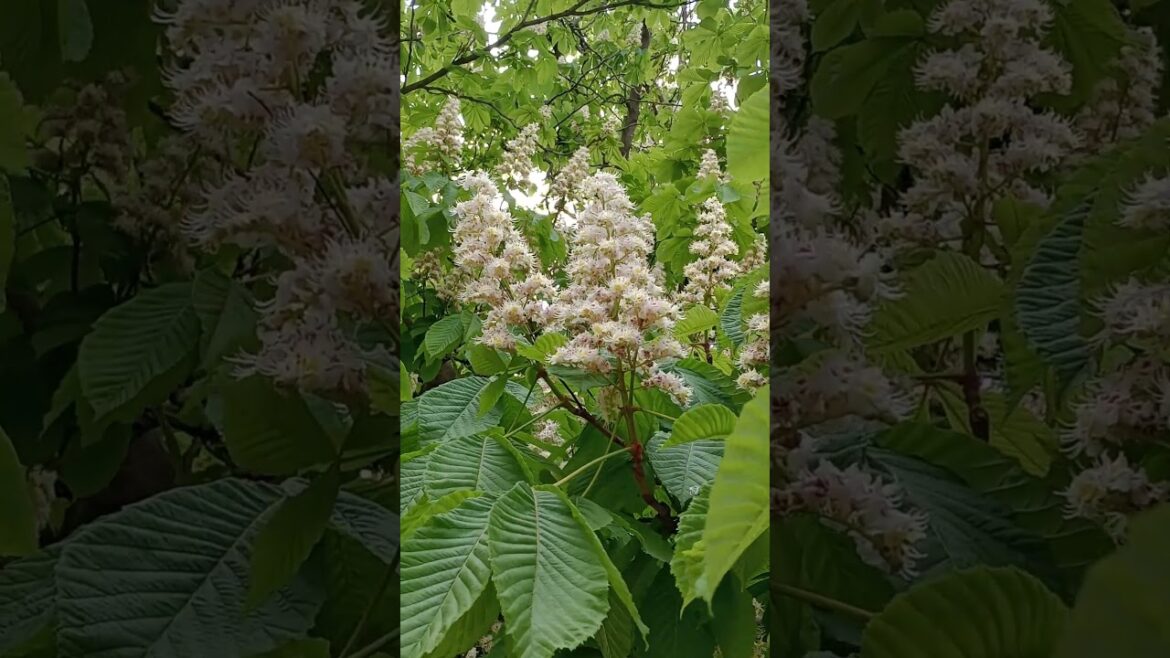 Flowers tree Horse Chestnut Blooming White Flowers #nature #flowers #garden #spring #tree #gardening