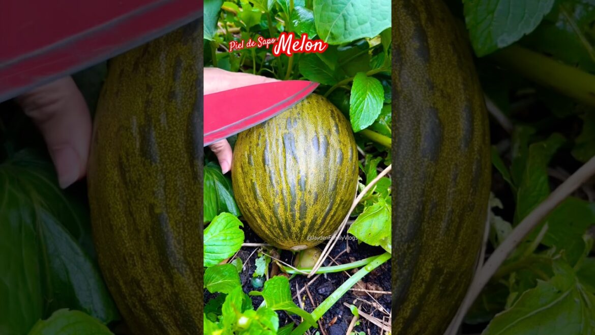 Fruit Cutting Melon Piel de sapo 😱 #shorts #satisfying #fruit #enjoy #garden Fruit Cutting Melon Piel de sapo 😱 #shorts #satisfying #fruit #enjoy #garden