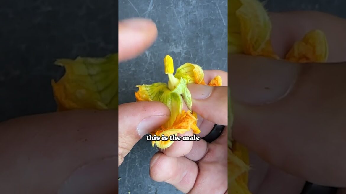 This squash growing hack is crazy...