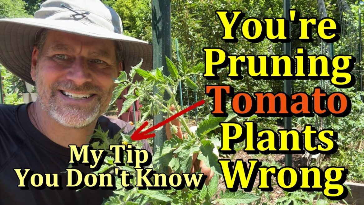 Gary Pilarchik: My Tomato Pruning Tip For Better Plant Growth & Bigger Tomatoes (Reduce Pruning Leaves) My Tomato Pruning Tip For Better Plant Growth & Bigger Tomatoes (Reduce Pruning Leaves)
