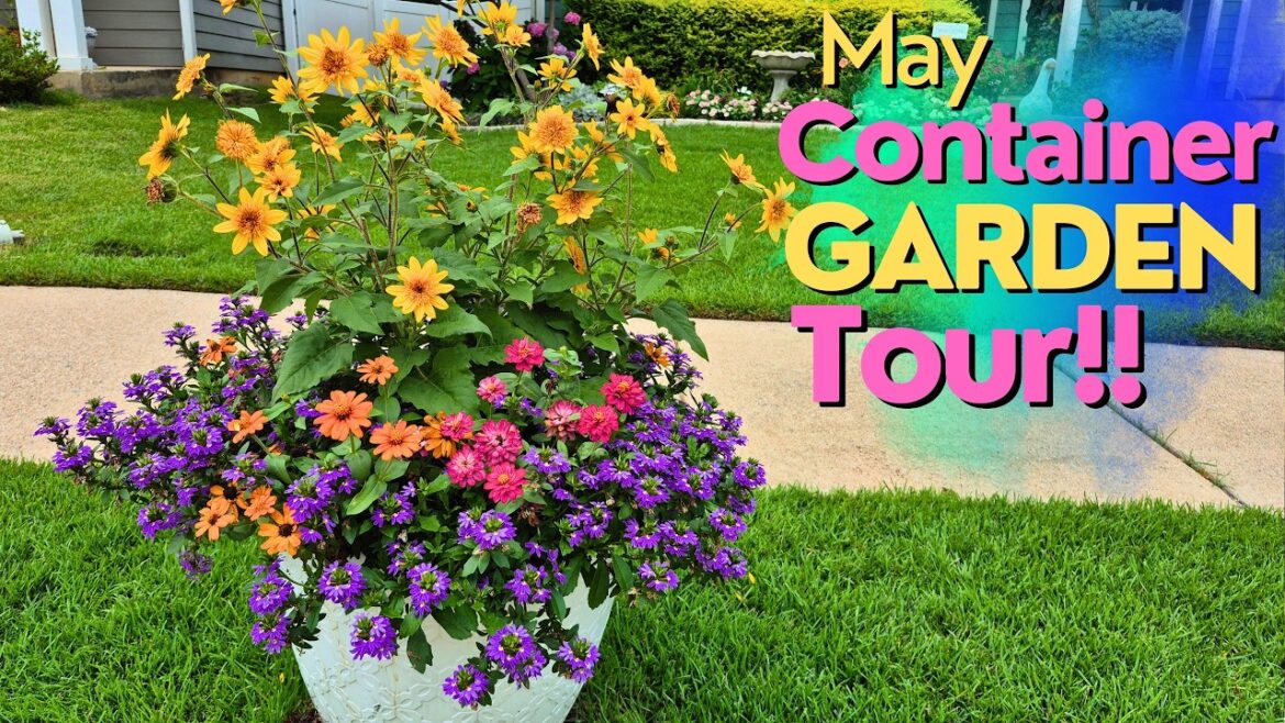 May ’26 Container Garden Tour! Over 60 Containers of Texas Tough Plant Combinations!! May '26 Container Garden Tour! Over 60 Containers of Texas Tough Plant Combinations!!