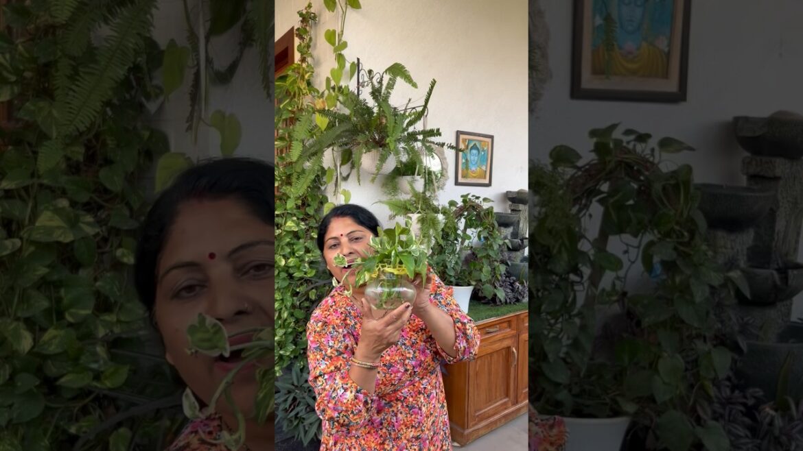 5 best indoor plants #gardening #indoorplants #plants #shorts#ytshorts #homegarden