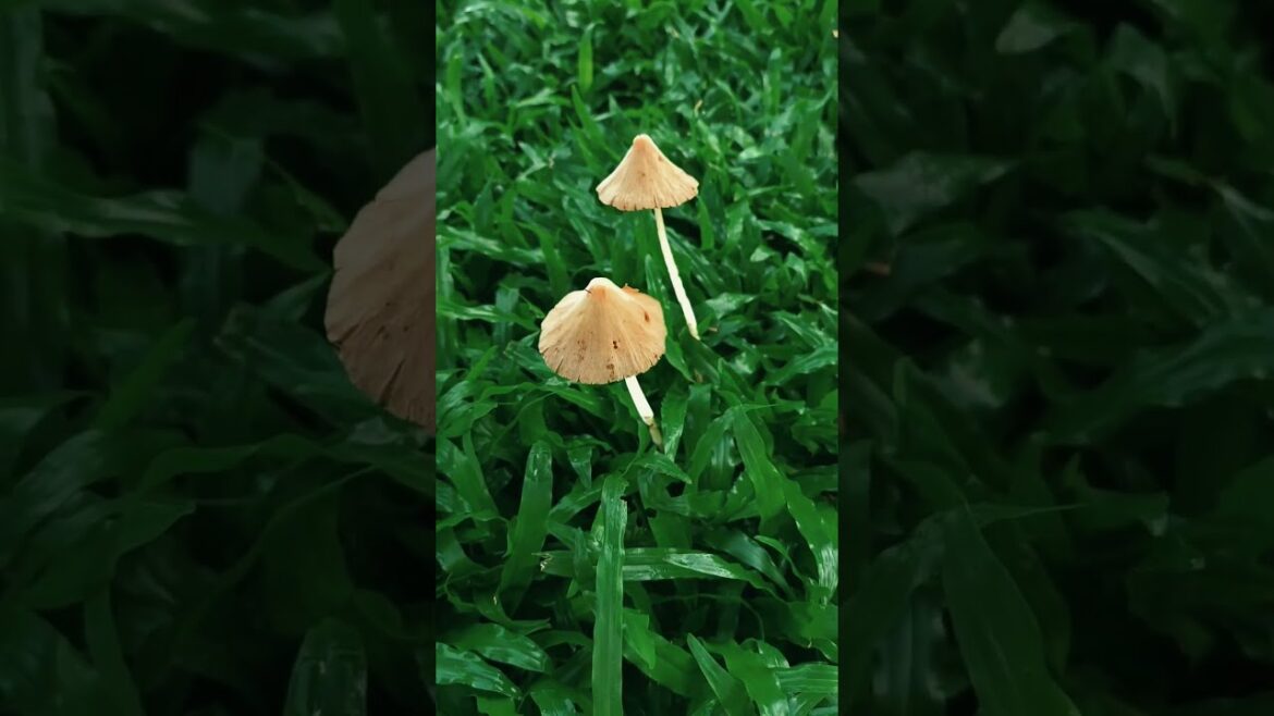 Mushroom-Spotting on my morning walk #mushrooms #aidadaism