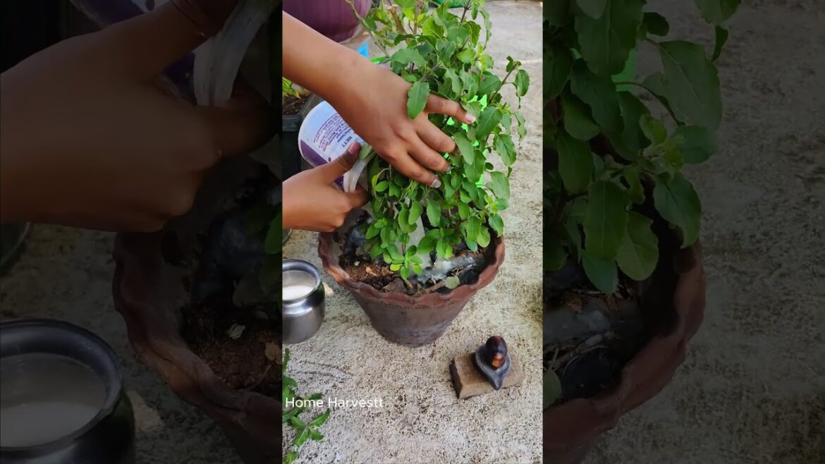 Simple trick for a massive, healthy Tulsi plant 🌿✨ #gardening #shorts #tulsi