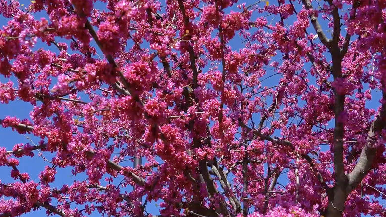 Merlot redbud tree in bloom