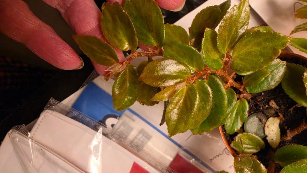 Begonia glabras? Begonia glabras?