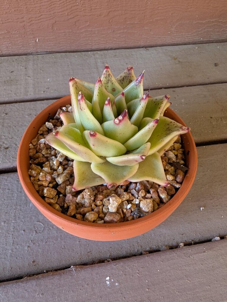 SD Identify