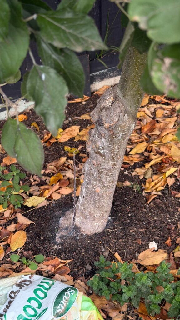 Can i save this apple tree?