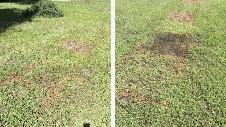 A side-by-side comparison of the weed killers, three hours after application (left) and five days after application.