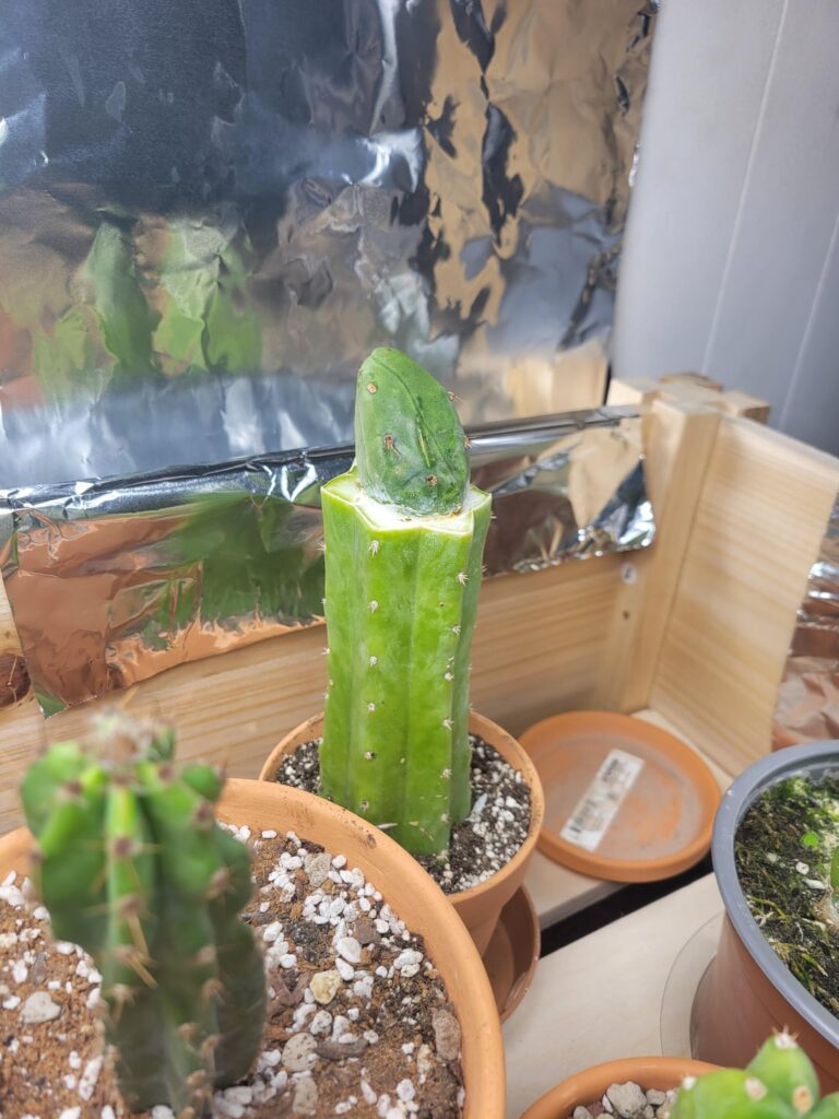 My first time grafting.