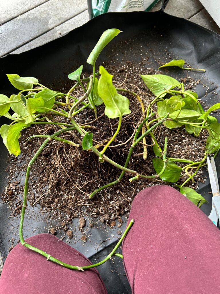 Pothos making