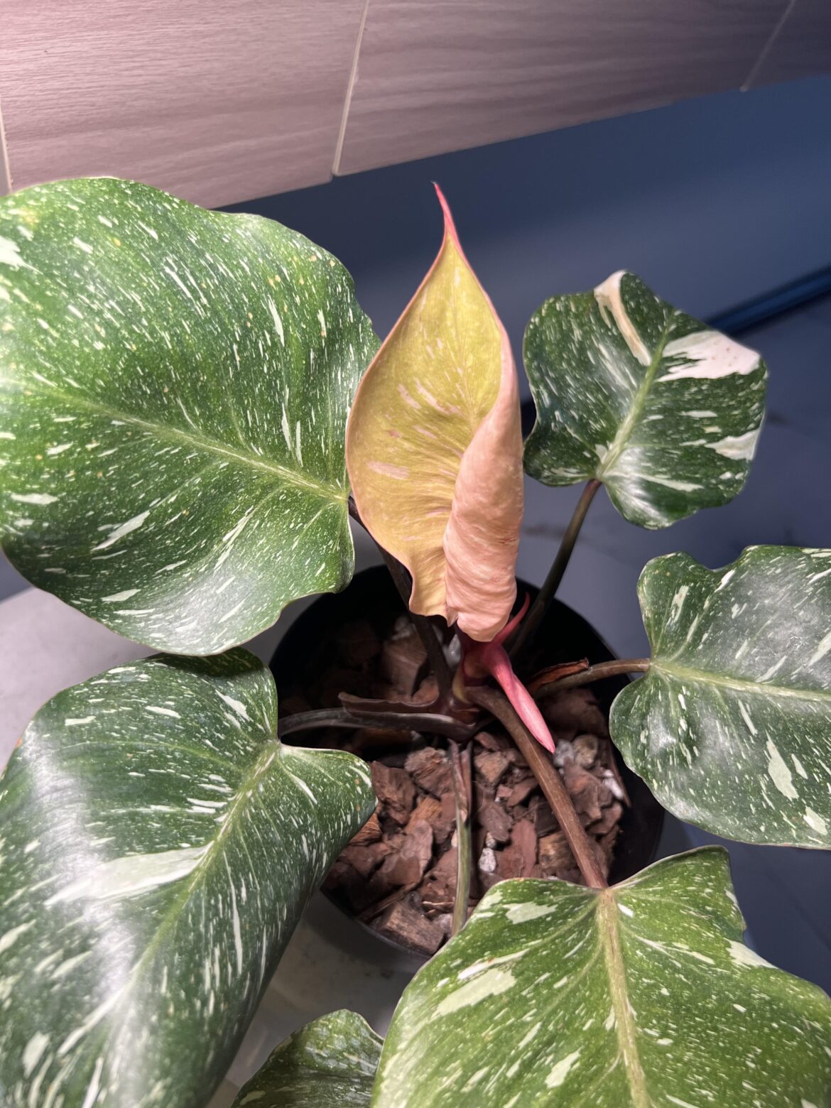 did not know new leaves of white knight were pinkish