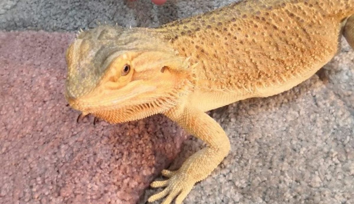Chewy the bearded dragon survived