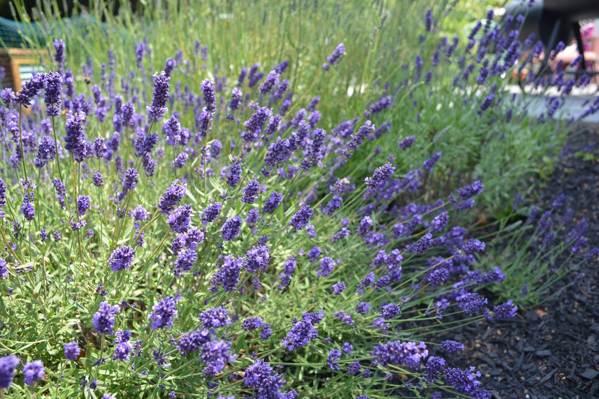 Close-up of Lavender
