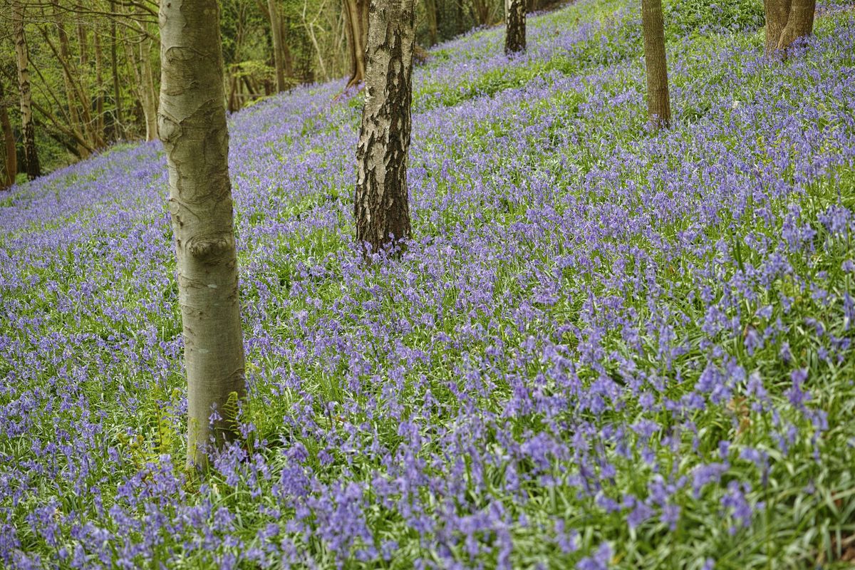The bluebells totally transform the National Trust site between April and May.